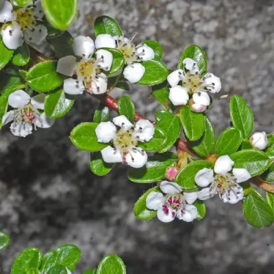 Кизильник ТАНГСТЕДТ горизонтальный  в Молодечно