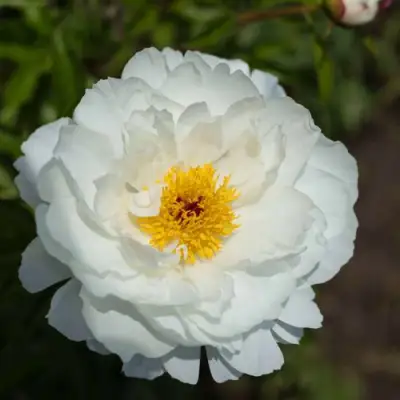 Пион МИСС АМЕРИКА травянистый в Молодечно