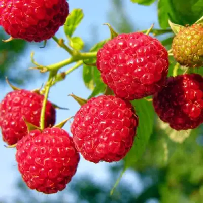 Малина МЕТЕОР в Молодечно