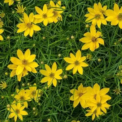 Кореопсис мутовчатый в Молодечно