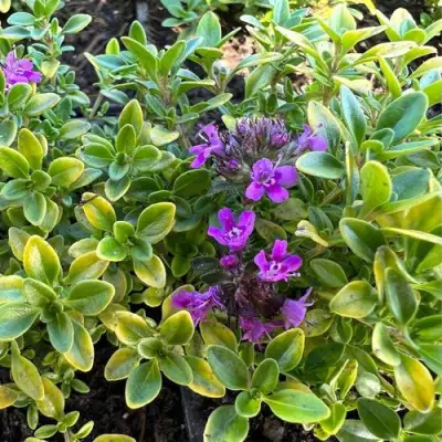 Тимьян АРЧЕРЗ ГОЛД в Молодечно