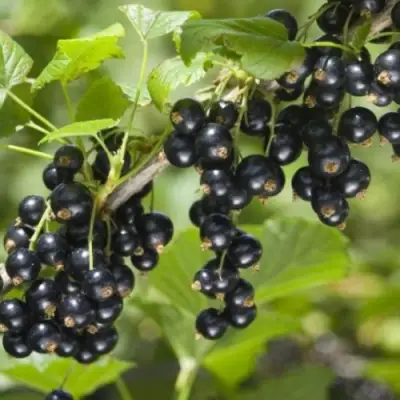 Смородина черная БЕН КОНАН в Молодечно