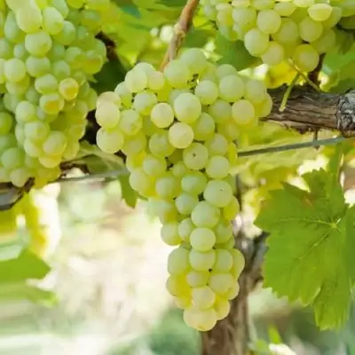 Виноград КИШМИШ МУСКАТНЫЙ в Молодечно