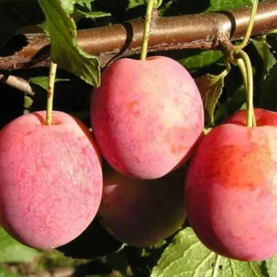 Слива ВИКТОРИЯ в Молодечно