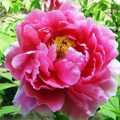 Пион ВОСХОД СОЛНЦА древовидный в Молодечно