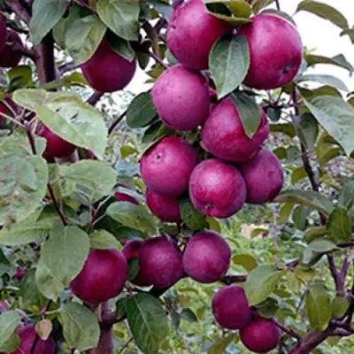 Яблоня СПАРТАН в Молодечно