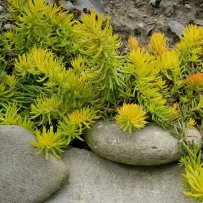 Очиток (седум) АНГЕЛИНА оттогнутый в Молодечно