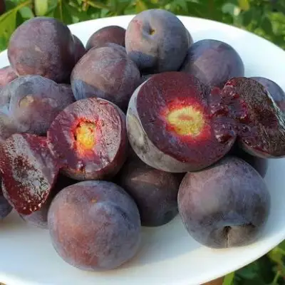 Сливово-вишневый гибрид МЕЙНОР в Молодечно