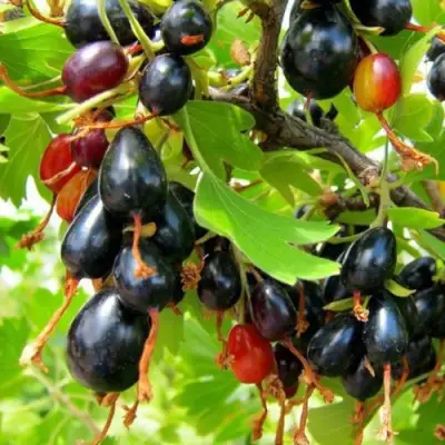 Смородина золотистая БОКАЛИНСКАЯ в Молодечно