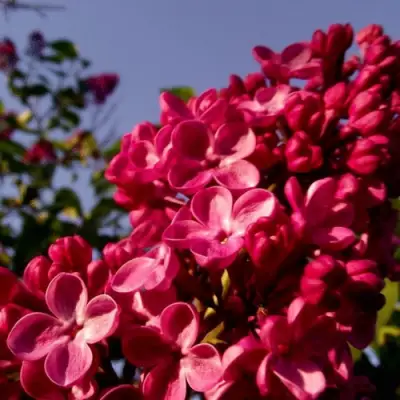 Сирень КРАСНАЯ МОСКВА в Молодечно