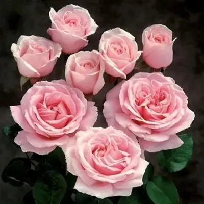 Роза ФРЕДЕРИК МИСТРАЛЬ чайно-гибридная в Молодечно