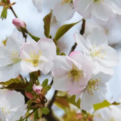 Вишня ОКАМЕ в Молодечно