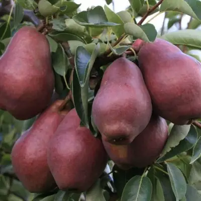 Груша РЕД ВИЛЬЯМС в Молодечно