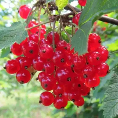 Смородина красная КРАСНАЯ АНДРЕЙЧЕНКО в Молодечно