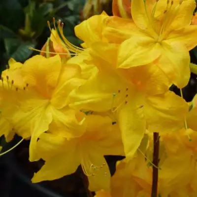 Азалия ЛИМЕТТА листопадная в Молодечно