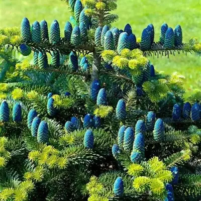 Пихта корейская  в Молодечно