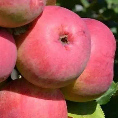 Яблоня ВЭМ-РОЗОВЫЙ в Молодечно