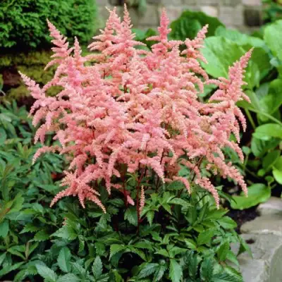 Астильба БРЕССИНГЕМ БЬЮТИ Арендса в Молодечно