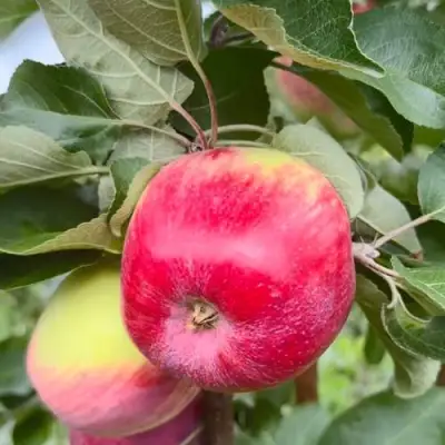 Яблоня АРБАТ колонновидная в Молодечно