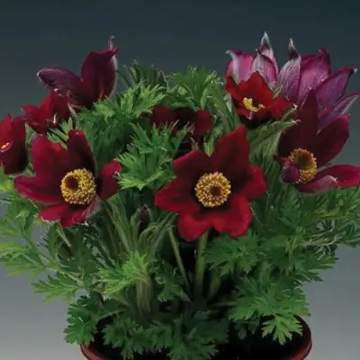 Прострел ПИНВИЛ РЕД ШЕЙДЕС в Молодечно