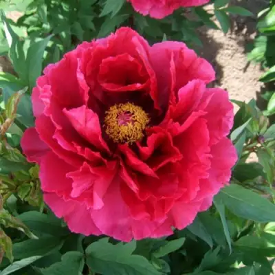 Пион КРАСНЫЙ ГИГАНТ древовидный в Молодечно