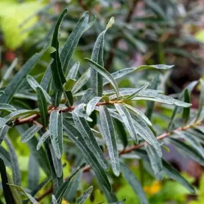 Облепиха АДАМ (МУЖСКАЯ) в Молодечно