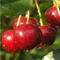 Дюк ПРЕВОСХОДНАЯ ВЕНЬЯМИНОВА в Молодечно