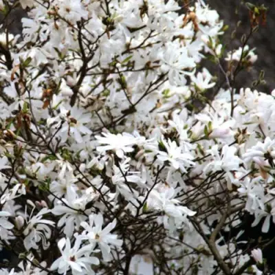 Магнолия СТЕЛЛАТА в Молодечно