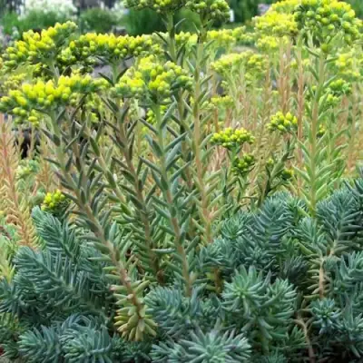 Очиток (седум) отогнутый в Молодечно