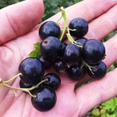 Смородина чёрная ГЕРКУЛЕС в Молодечно