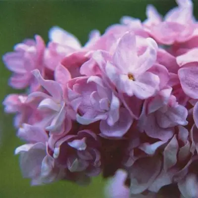 Сирень КАТЕРИНА ХАВЕМЕЙЕР в Молодечно