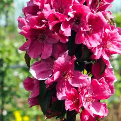 Яблоня МАЛИНОВОЕ ОЖЕРЕЛЬЕ колонновидная в Молодечно