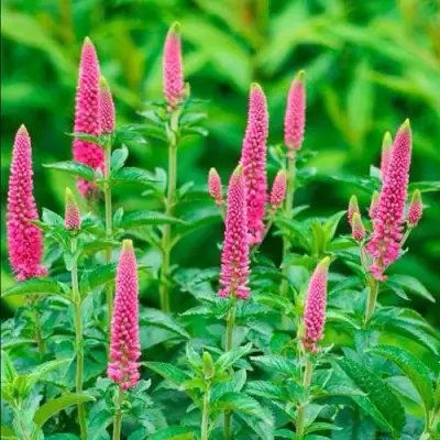 Вероника РОНИКА ФУКСИЯ в Молодечно