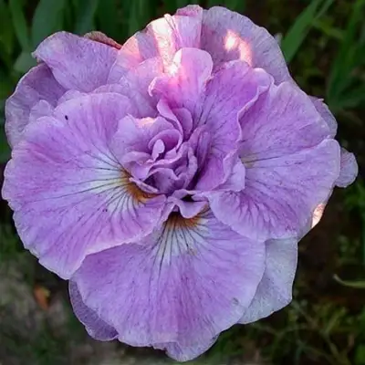 Ирис ИМПЕРИАЛ ОПАЛ сибирский в Молодечно