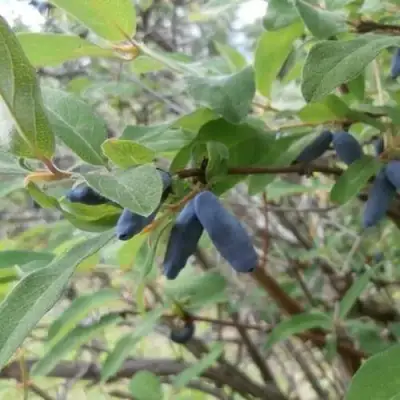 Жимолость съедобная ПУШКИНСКАЯ в Молодечно