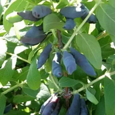 Жимолость съедобная НИМФА (ГАММА) в Молодечно