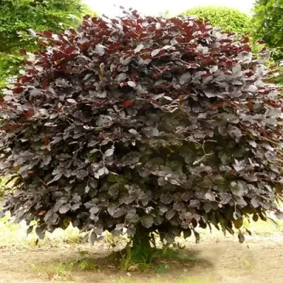 Бук лесной АТРОПУНИЦЕА в Молодечно