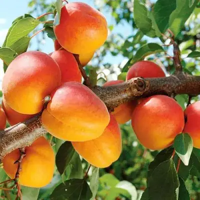 Абрикос ТРИУМФ СЕВЕРНЫЙ в Молодечно