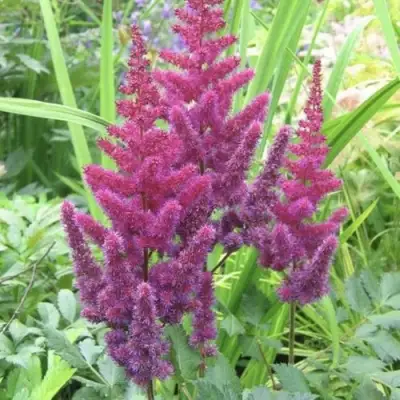 Астильба КАРАОКЕ ПАРТИ китайская в Молодечно