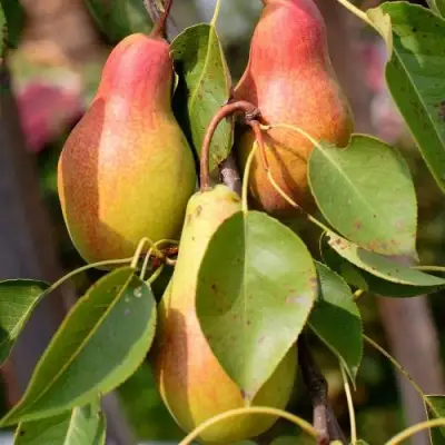 Груша РУССКАЯ КРАСАВИЦА (КРАСАВИЦА ЧЕРНЕНКО) в Молодечно