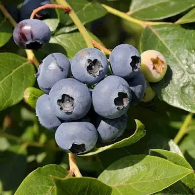 Голубика ШАНТЕКЛЕР в Молодечно