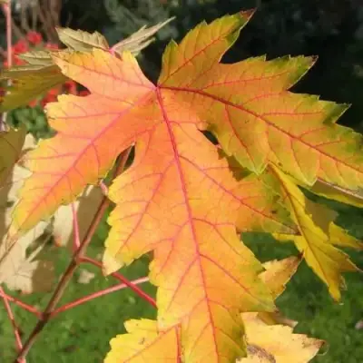 Клен серебристый в Молодечно