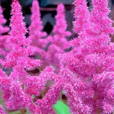 Астильба АМЕТИСТ Арендса в Молодечно