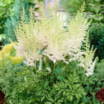 Астильба МИЛК ЭНД ХАНИ китайская в Молодечно