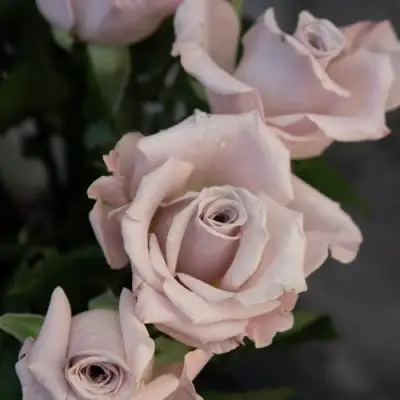 Роза МЕНТА чайно-гибридная в Молодечно