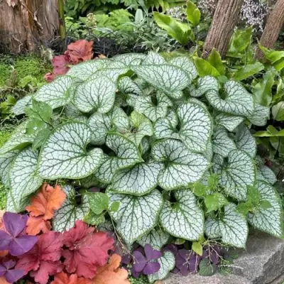 Бруннера ДЖЭК ФРОСТ в Молодечно