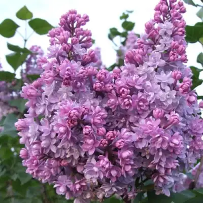 Сирень КОЛХОЗНИЦА в Молодечно