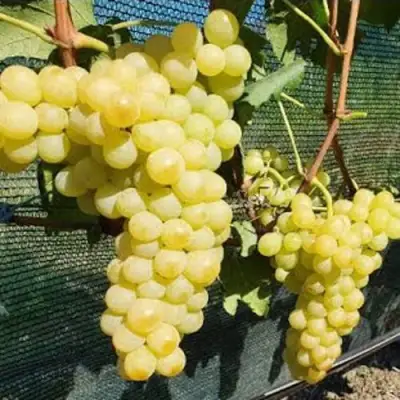 Виноград КИШМИШ ЗОЛОТЦЕ в Молодечно