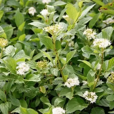 Дерен ФЛАВИРАМЕА отпрысковый в Молодечно