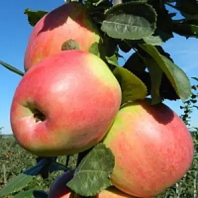 Яблоня БРЯНСКОЕ РОЗОВОЕ в Молодечно